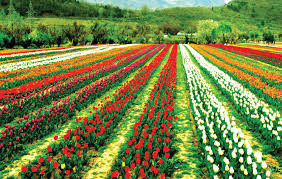 Asia's largest Tulip garden 